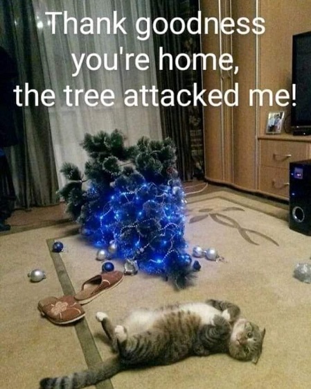 tree attacked cat.jpg